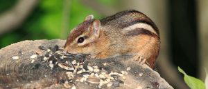 chipmunk