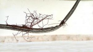 A wire that has been chewed