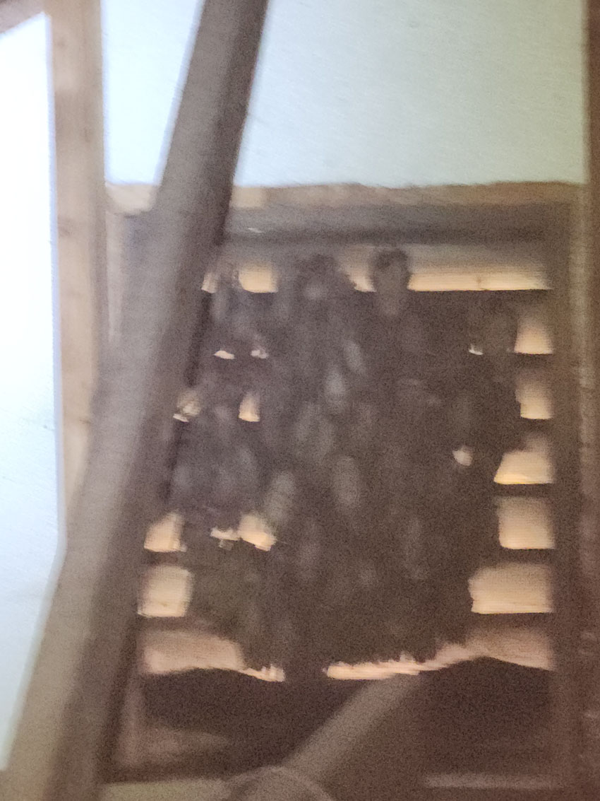 bats nesting