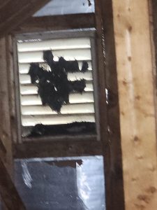 bats infestation a home