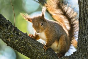 a squirrel in a tree