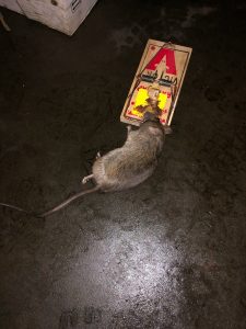 rat caught in a trap