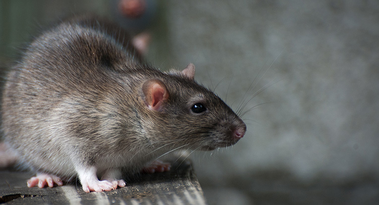 Common Signs You Have a Rat Infestation in Your Attic, Walls, or Crawl Space—and How to Keep Them Out